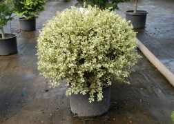 Buxus sempervirens suffruticosa variegata / Törpe puszpáng tarka